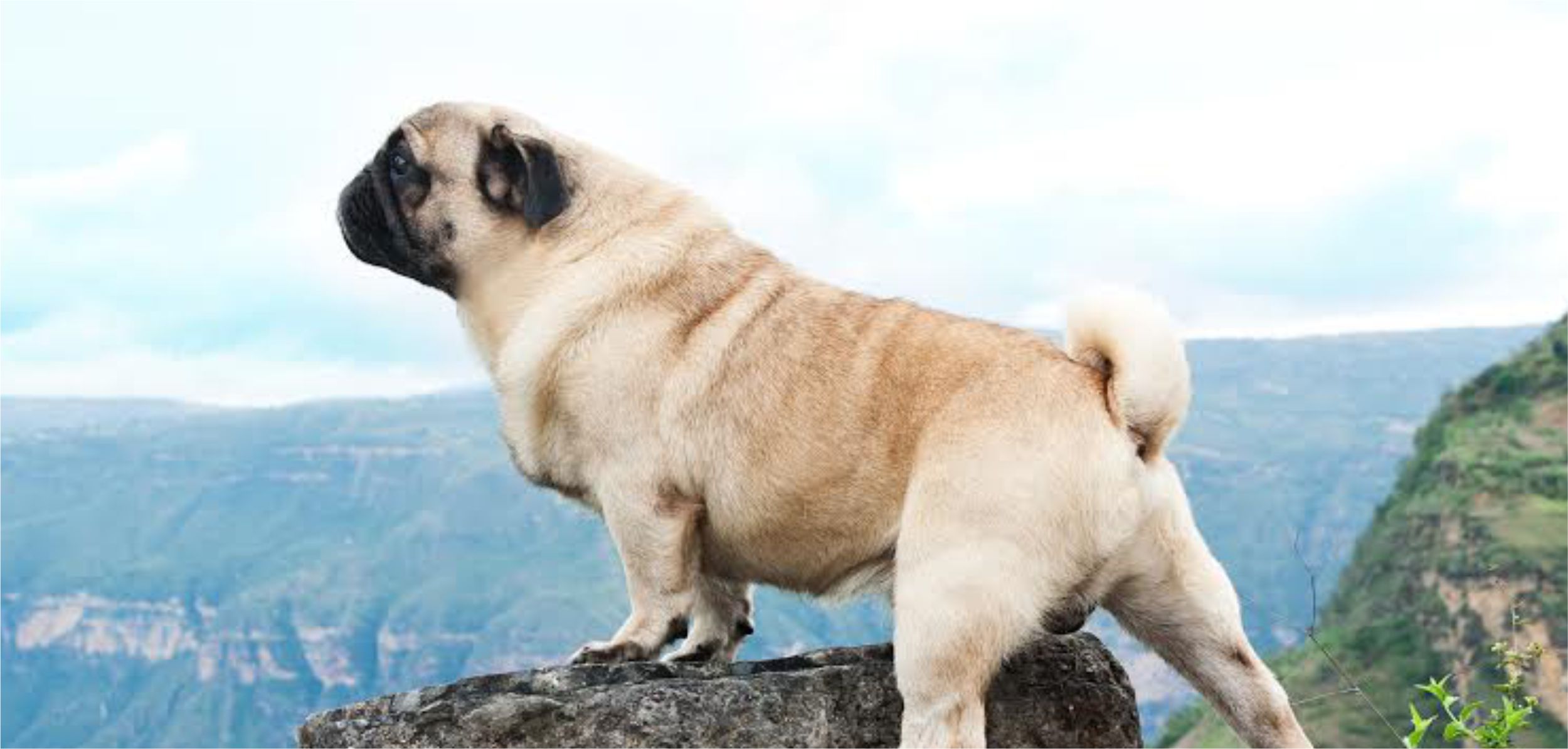 Cachorro
