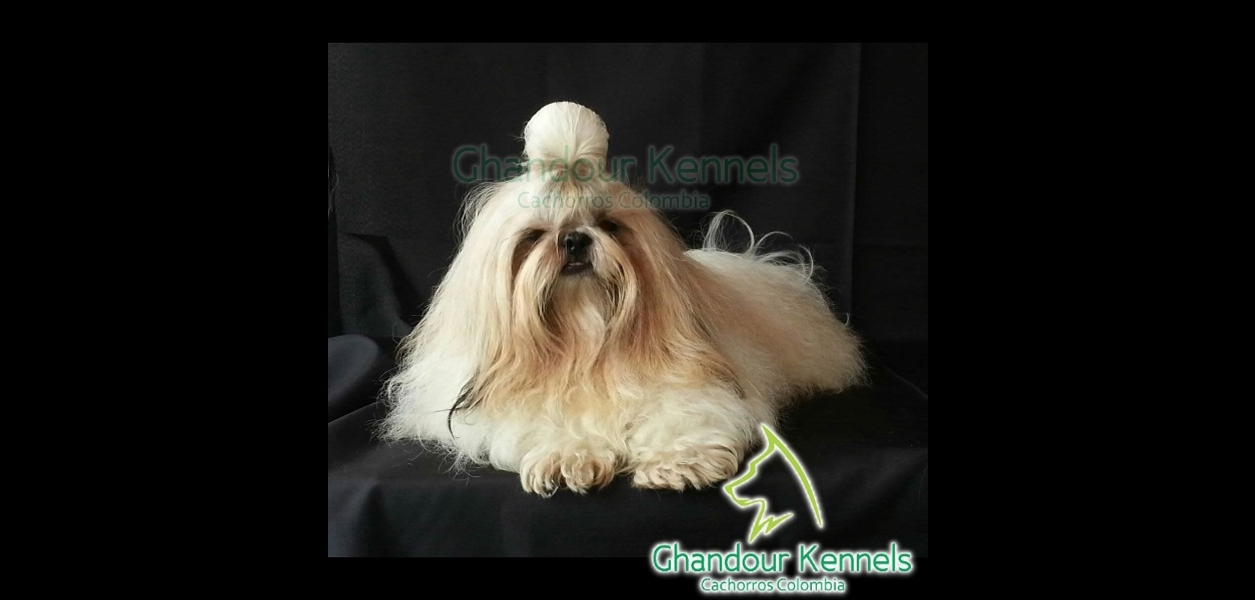 Cachorro