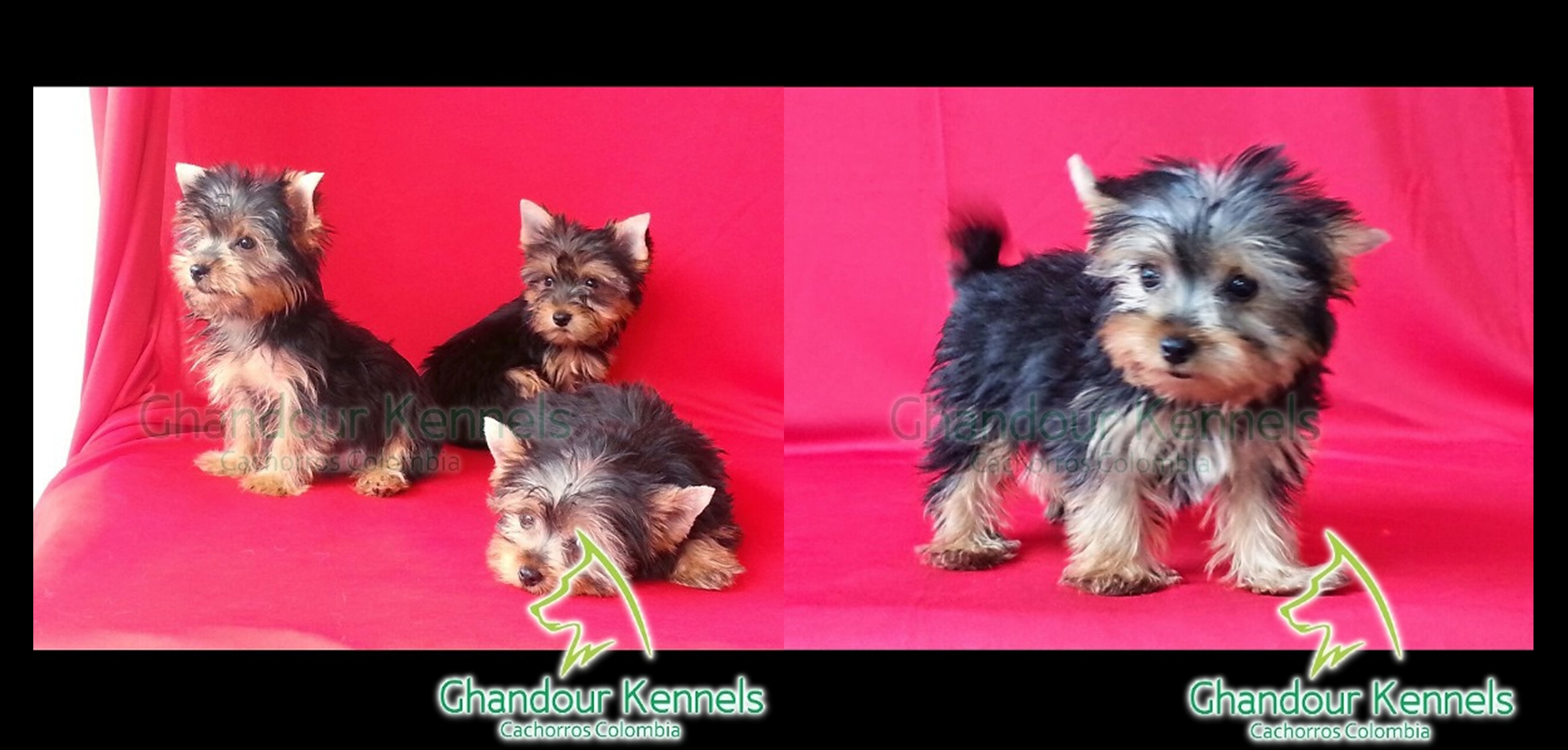 Cachorro