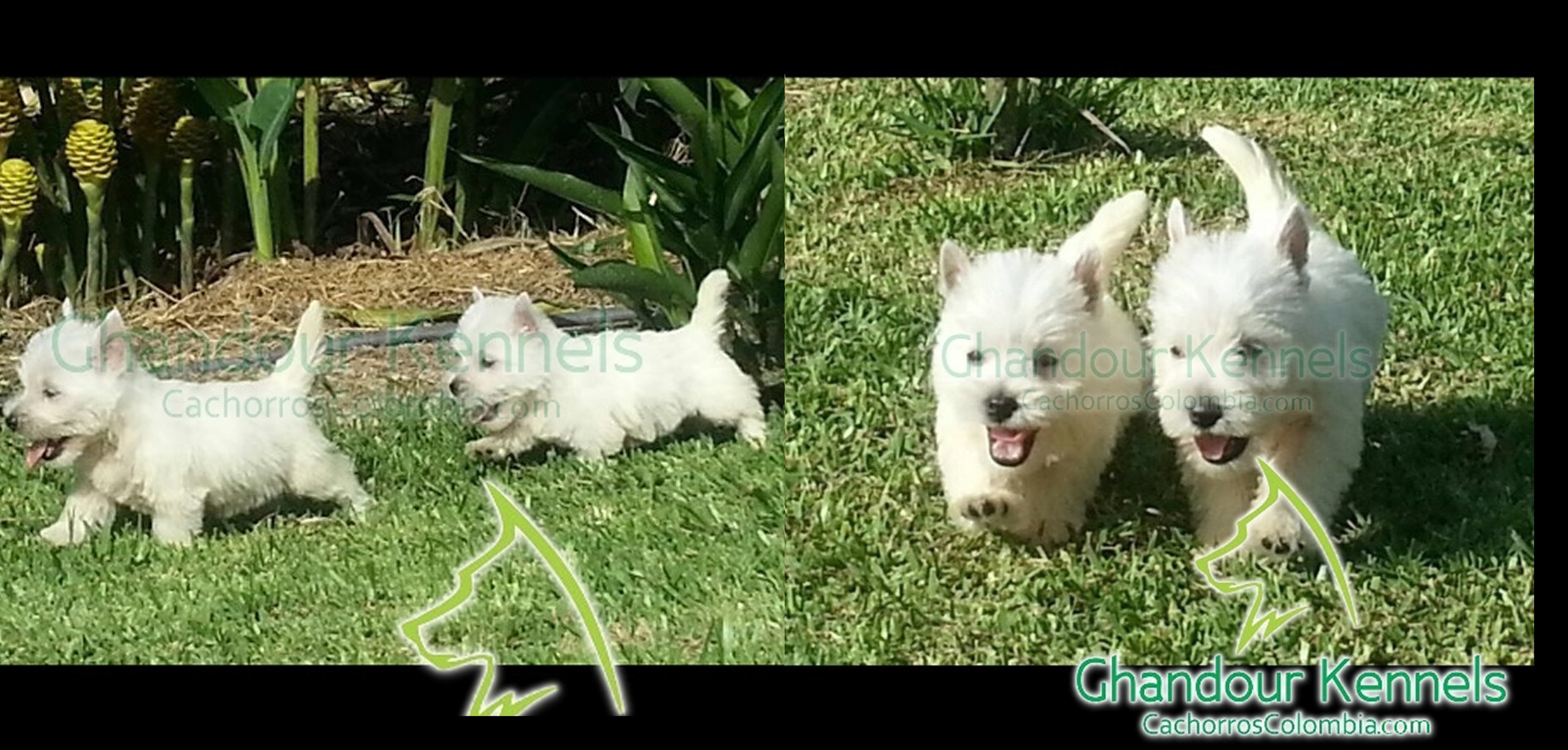 Cachorro